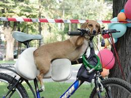 Dogsbike